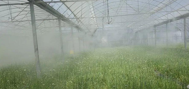 高压喷雾技术在设施农业降温中的应用